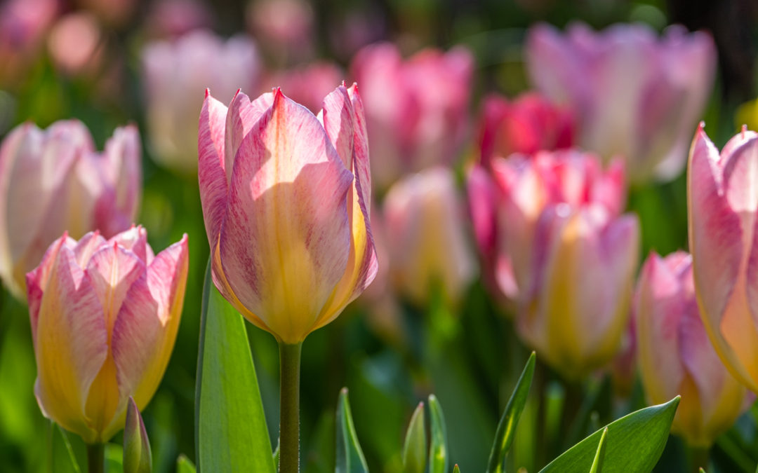 Tulip Festival Video