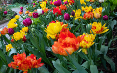 Tulip Festival 2020