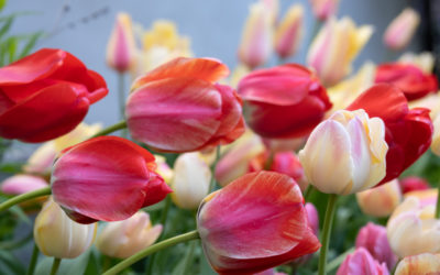 Tulip Festival in the News